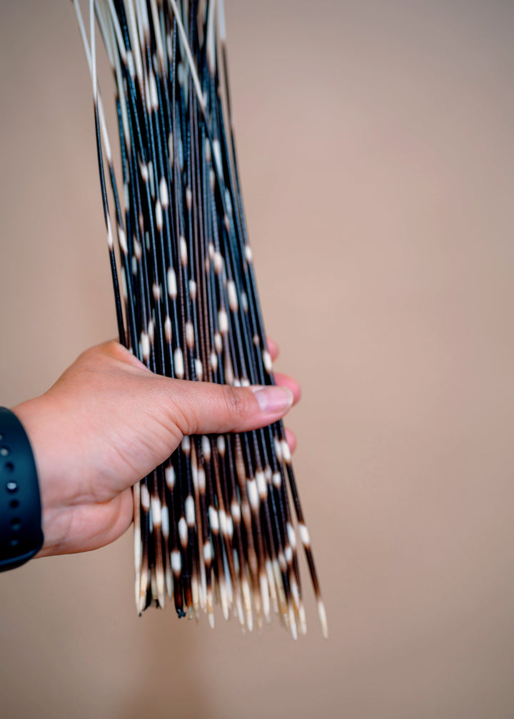 Authentic African Porcupine Quills – 5 Cruelty-Free Quills, 16–18" Natural Quills for Quillwork (5 Pieces)