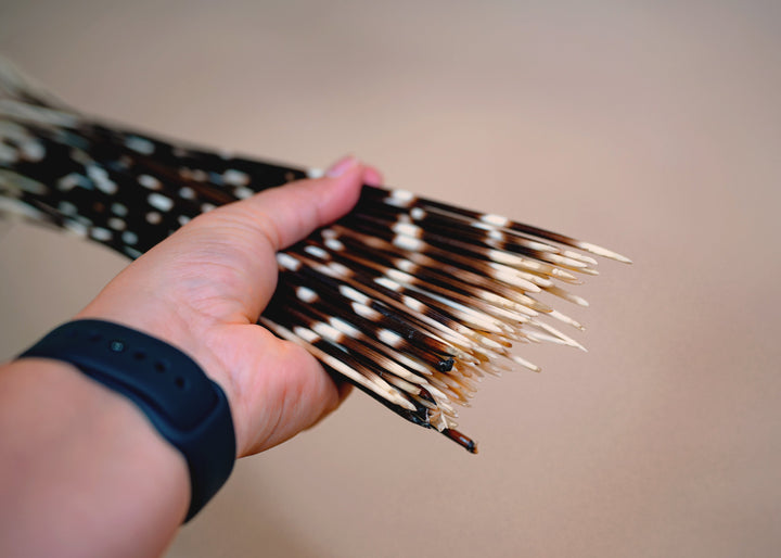 Authentic African Porcupine Quills – 5 Cruelty-Free Quills, 16–18" Natural Quills for Quillwork (5 Pieces)