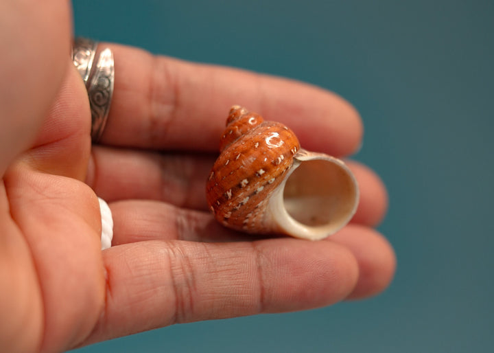 Tapestry Shells: 4 pcs Polished Tapestry Tubo Shells, Tapestry Turbo Snails, Small Hermit Crab Changing Shells, Aquarium Shells, Seashells