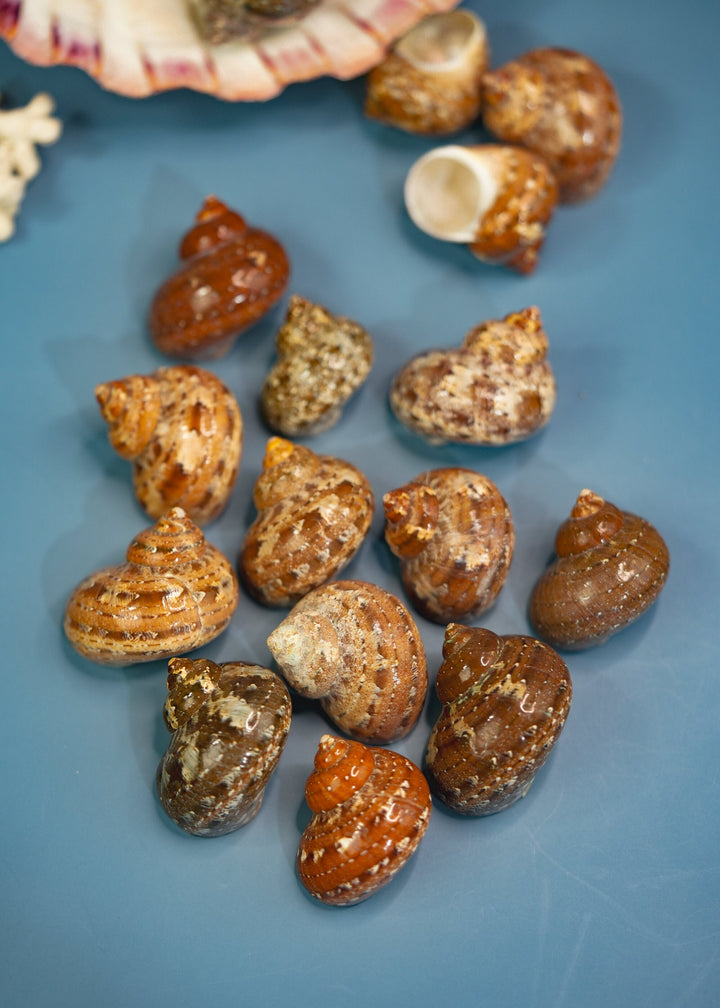 Tapestry Shells: 4 pcs Polished Tapestry Tubo Shells, Tapestry Turbo Snails, Small Hermit Crab Changing Shells, Aquarium Shells, Seashells