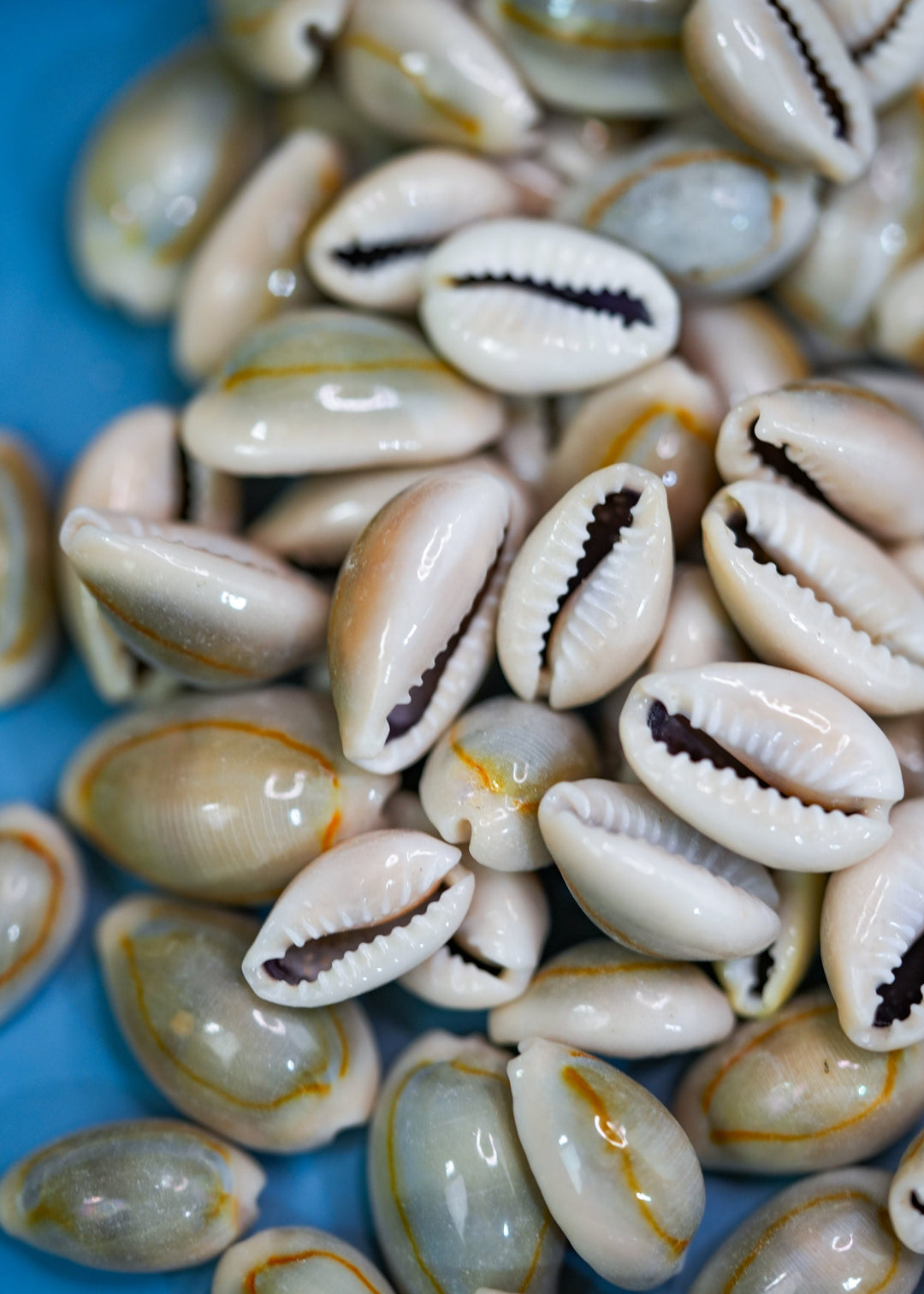 Ringtop Cowrie Shell: 20 pcs Assorted Money Cowrie Shells, African Cowrie Shells, DIY Craft Shells, Cowry Seashells, Shell Jewelry Supplies