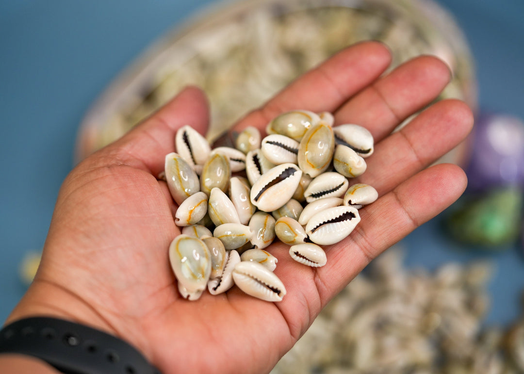 Ringtop Cowrie Shell: 20 pcs Assorted Money Cowrie Shells, African Cowrie Shells, DIY Craft Shells, Cowry Seashells, Shell Jewelry Supplies