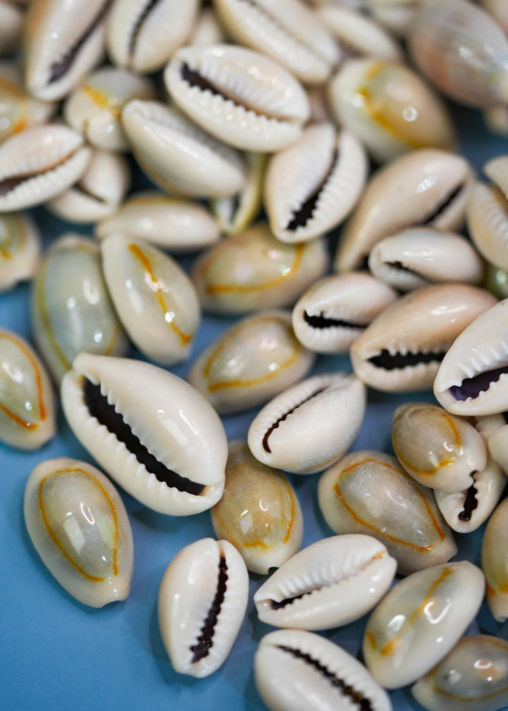 Ringtop Cowrie Shell: 20 pcs Assorted Money Cowrie Shells, African Cowrie Shells, DIY Craft Shells, Cowry Seashells, Shell Jewelry Supplies