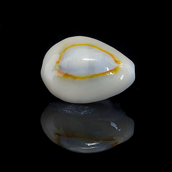 Ringtop Cowrie Shell: 20 pcs Assorted Money Cowrie Shells, African Cowrie Shells, DIY Craft Shells, Cowry Seashells, Shell Jewelry Supplies