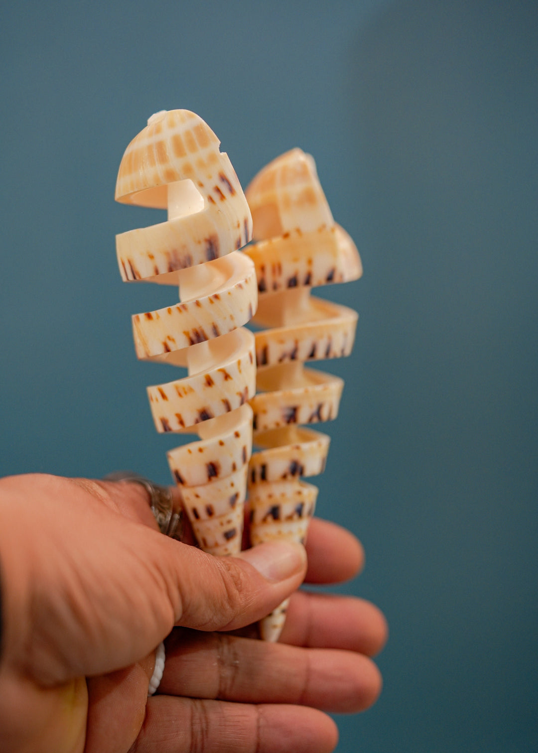 Spiral Cut Terebra maculata Shells, Oxymeris maculata, One Large Shell, 5 inches, Seashell Ornaments, Seashells for Decoration, Supplies