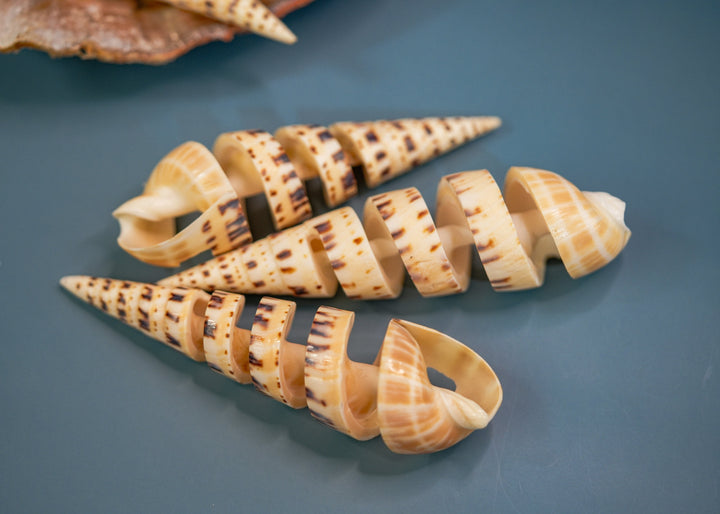 Spiral Cut Terebra maculata Shells, Oxymeris maculata, One Large Shell, 5 inches, Seashell Ornaments, Seashells for Decoration, Supplies