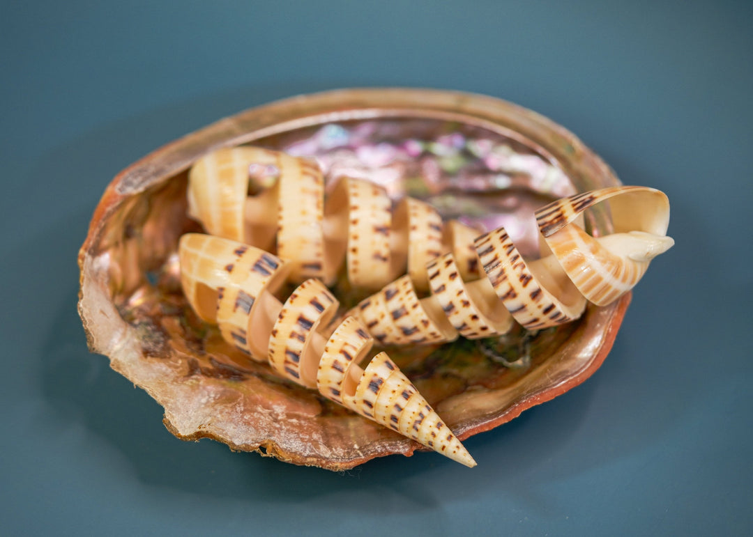 Spiral Cut Terebra maculata Shells, Oxymeris maculata, One Large Shell, 5 inches, Seashell Ornaments, Seashells for Decoration, Supplies