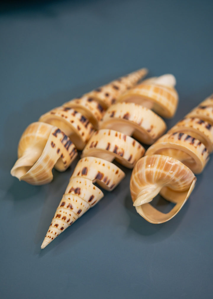 Spiral Cut Terebra maculata Shells, Oxymeris maculata, One Large Shell, 5 inches, Seashell Ornaments, Seashells for Decoration, Supplies