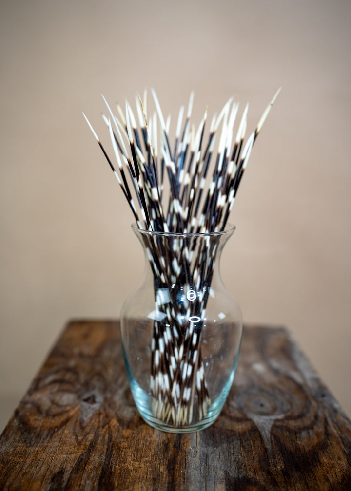 Authentic African Porcupine Quills – 5 Cruelty-Free Quills, 11-14" Natural Quills for Quillwork (5 Pieces)
