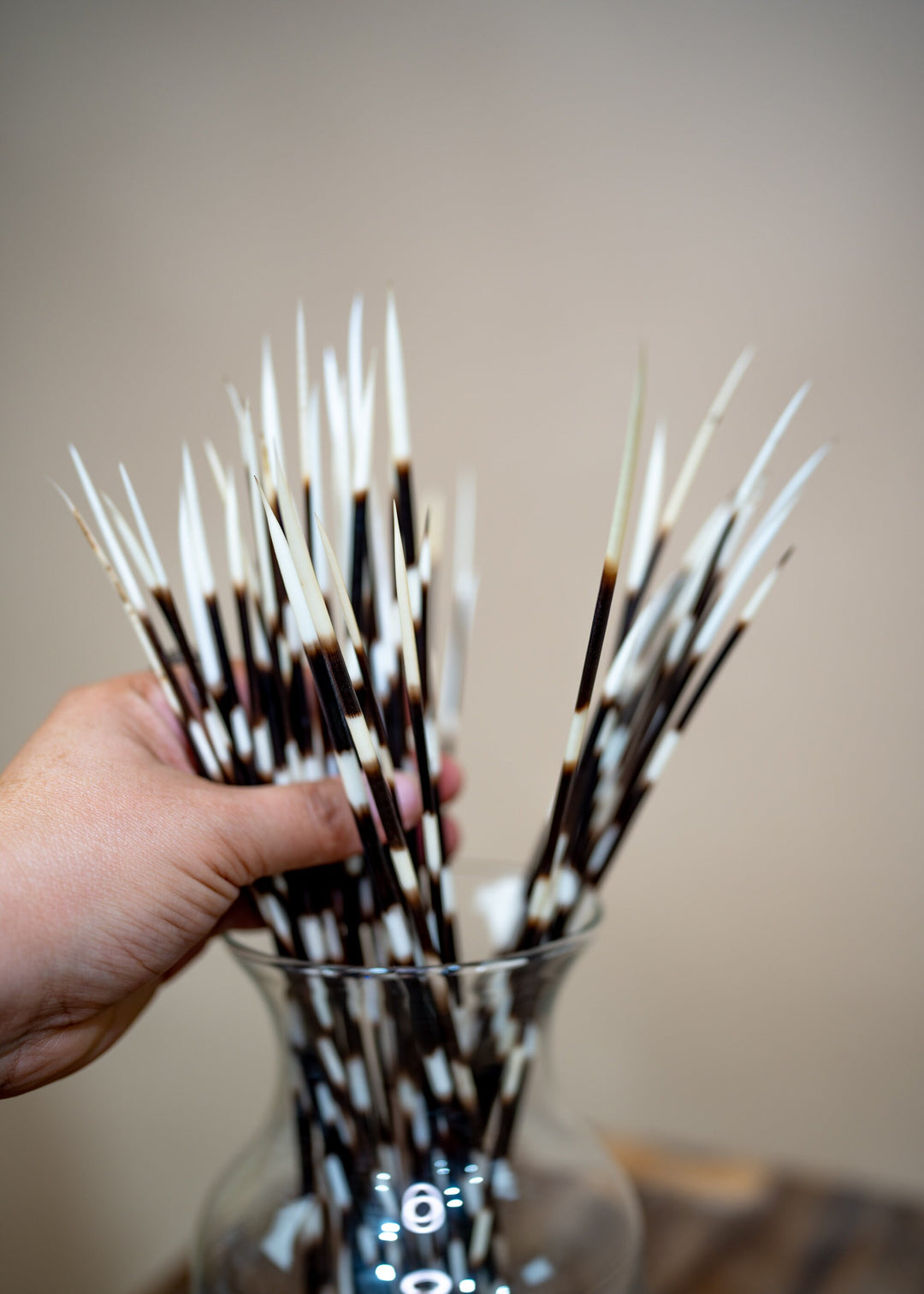 Authentic African Porcupine Quills – 5 Cruelty-Free Quills, 11-14" Natural Quills for Quillwork (5 Pieces)