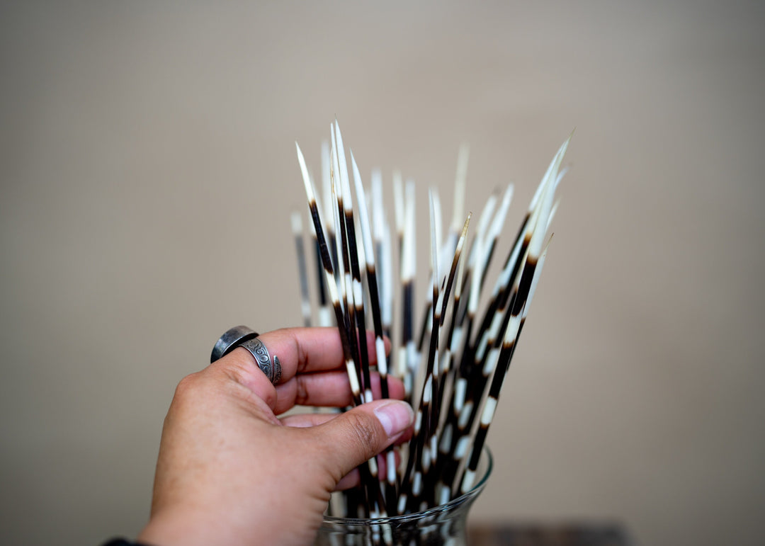 Authentic African Porcupine Quills – 5 Cruelty-Free Quills, 11-14" Natural Quills for Quillwork (5 Pieces)