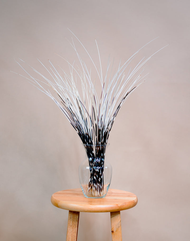 Authentic African Porcupine Quills – 5 Cruelty-Free Quills, 16–18" Natural Quills for Quillwork (5 Pieces)