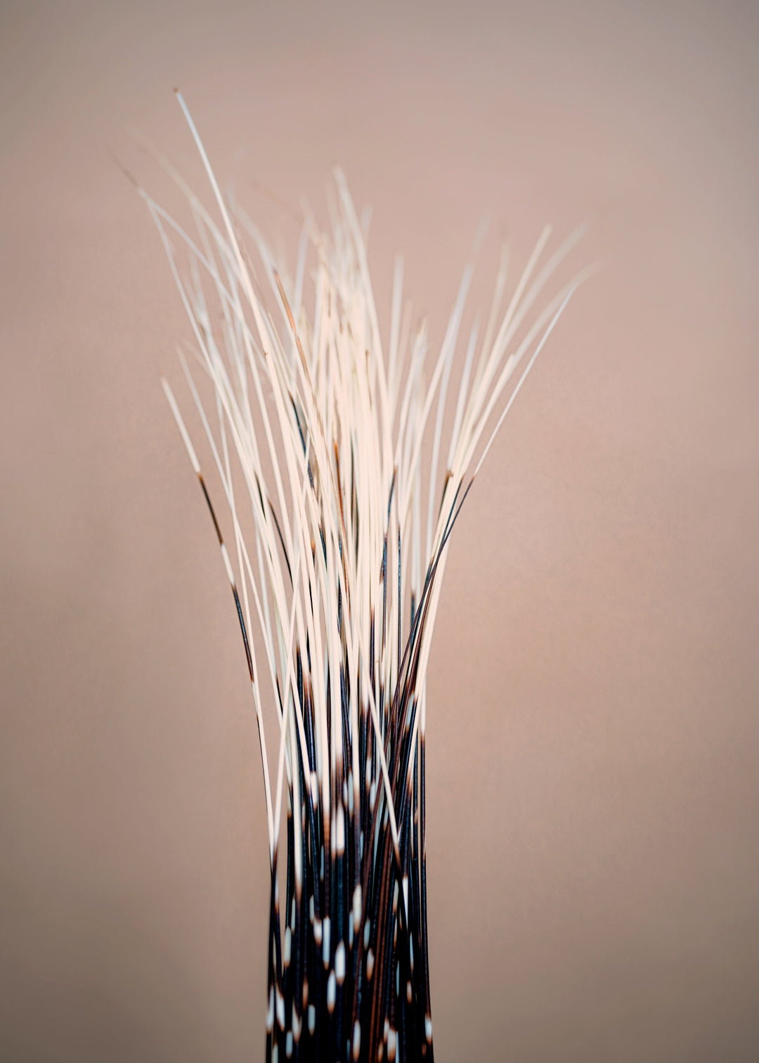 Authentic African Porcupine Quills – 5 Cruelty-Free Quills, 16–18" Natural Quills for Quillwork (5 Pieces)