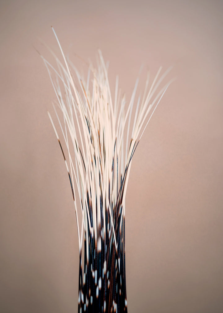 Authentic African Porcupine Quills – 5 Cruelty-Free Quills, 16–18" Natural Quills for Quillwork (5 Pieces)