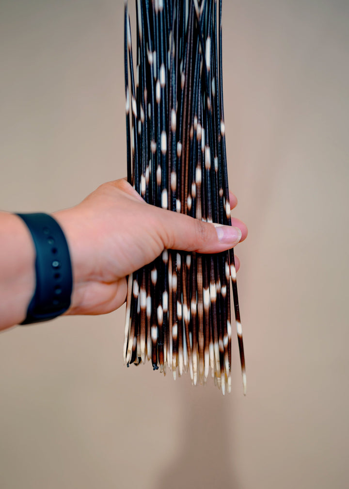 Authentic African Porcupine Quills – 5 Cruelty-Free Quills, 16–18" Natural Quills for Quillwork (5 Pieces)