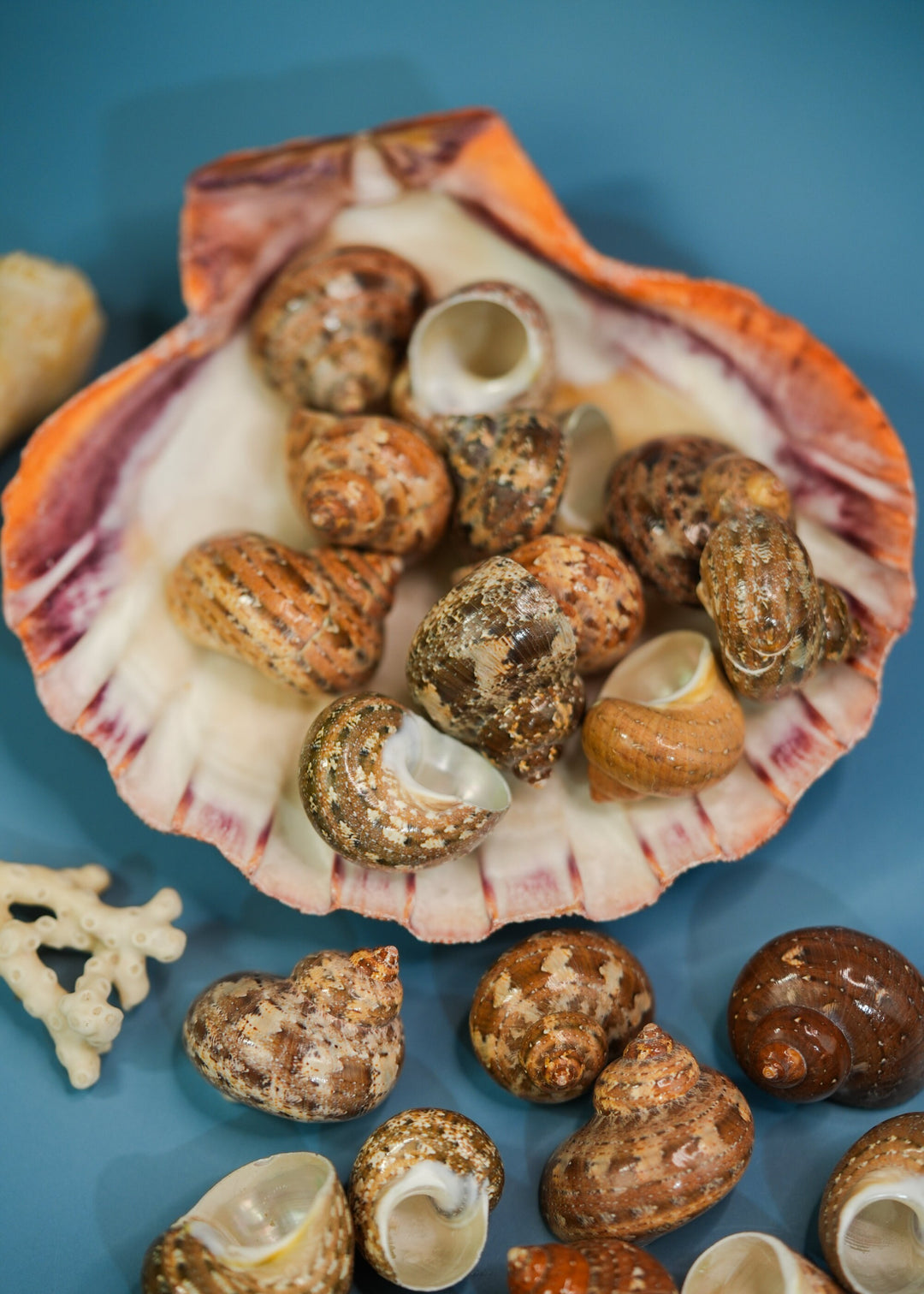 Tapestry Shells: 4 pcs Polished Tapestry Tubo Shells, Tapestry Turbo Snails, Small Hermit Crab Changing Shells, Aquarium Shells, Seashells