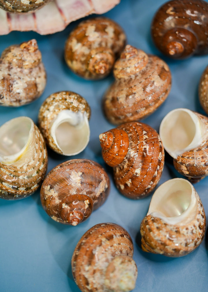 Tapestry Shells: 4 pcs Polished Tapestry Tubo Shells, Tapestry Turbo Snails, Small Hermit Crab Changing Shells, Aquarium Shells, Seashells