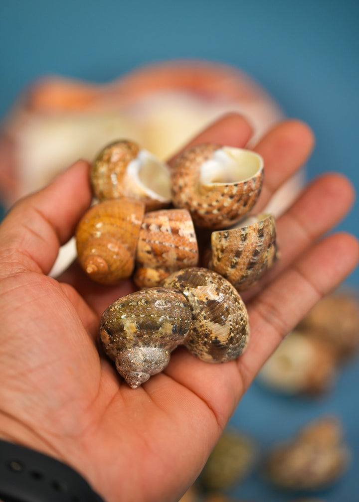 Tapestry Shells: 4 pcs Polished Tapestry Tubo Shells, Tapestry Turbo Snails, Small Hermit Crab Changing Shells, Aquarium Shells, Seashells