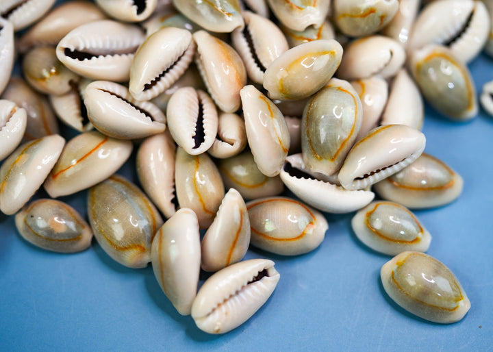Ringtop Cowrie Shell: 20 pcs Assorted Money Cowrie Shells, African Cowrie Shells, DIY Craft Shells, Cowry Seashells, Shell Jewelry Supplies