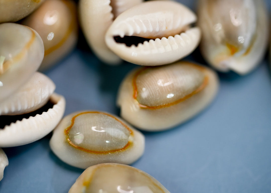 Ringtop Cowrie Shell: 20 pcs Assorted Money Cowrie Shells, African Cowrie Shells, DIY Craft Shells, Cowry Seashells, Shell Jewelry Supplies