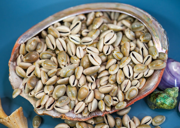 Ringtop Cowrie Shell: 20 pcs Assorted Money Cowrie Shells, African Cowrie Shells, DIY Craft Shells, Cowry Seashells, Shell Jewelry Supplies