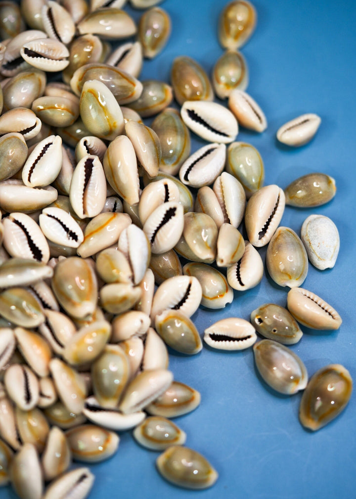 Ringtop Cowrie Shell: 20 pcs Assorted Money Cowrie Shells, African Cowrie Shells, DIY Craft Shells, Cowry Seashells, Shell Jewelry Supplies