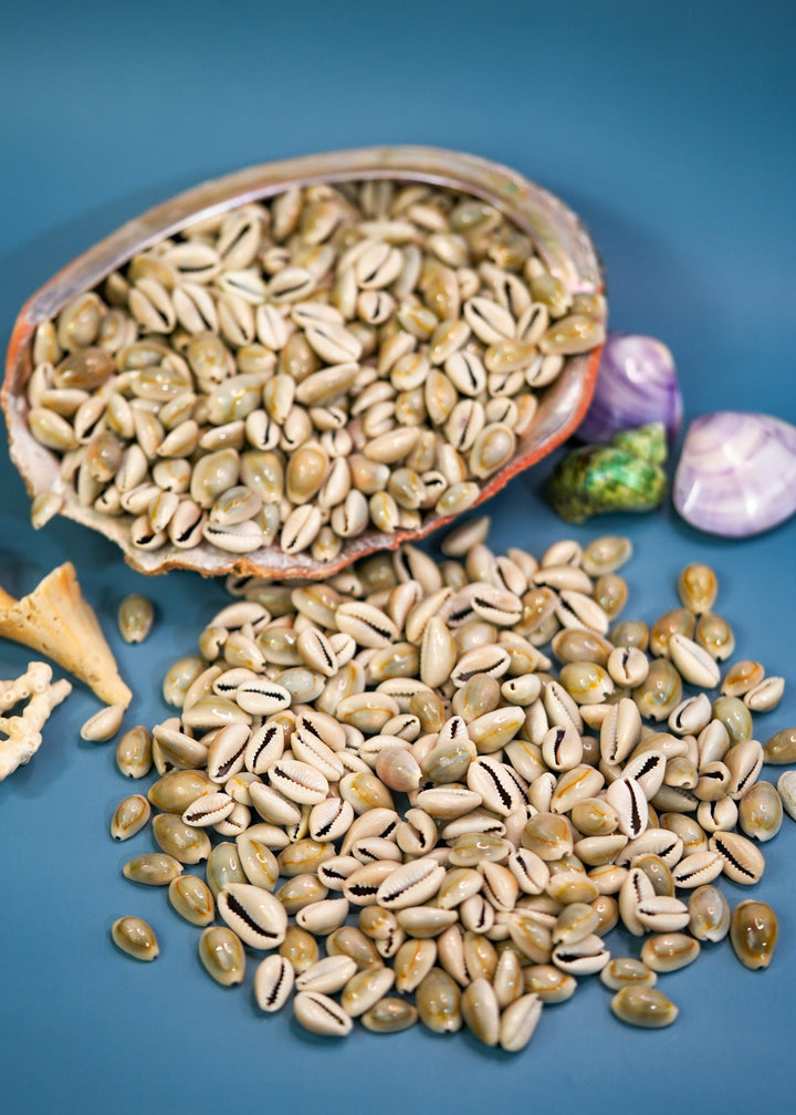 Ringtop Cowrie Shell: 20 pcs Assorted Money Cowrie Shells, African Cowrie Shells, DIY Craft Shells, Cowry Seashells, Shell Jewelry Supplies