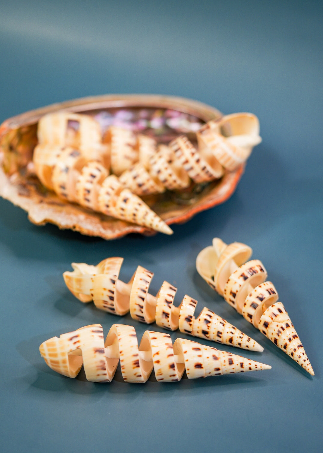 Spiral Cut Terebra maculata Shells, Oxymeris maculata, One Large Shell, 5 inches, Seashell Ornaments, Seashells for Decoration, Supplies