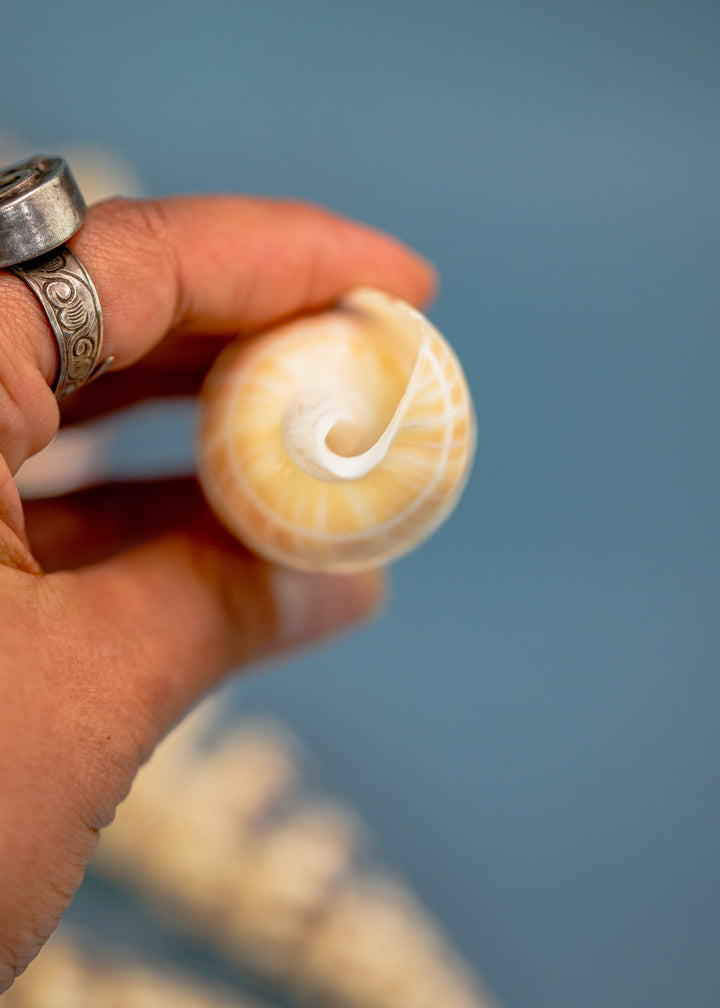 Spiral Cut Terebra maculata Shells, Oxymeris maculata, One Large Shell, 5 inches, Seashell Ornaments, Seashells for Decoration, Supplies