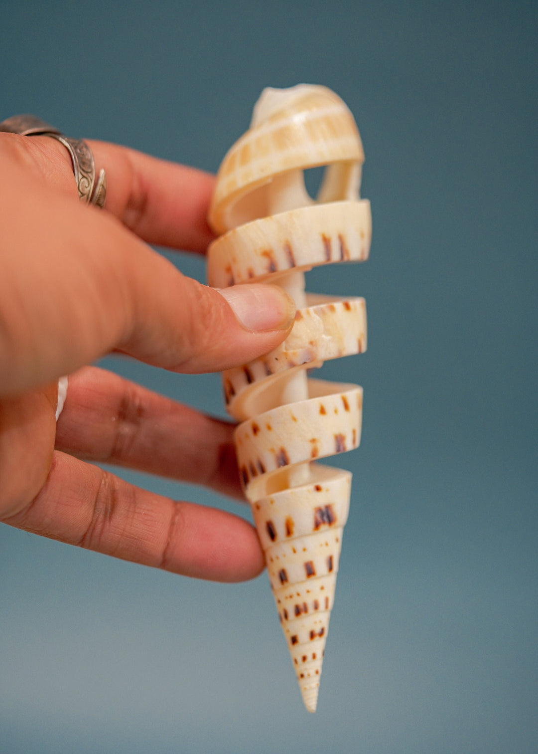 Spiral Cut Terebra maculata Shells, Oxymeris maculata, One Large Shell, 5 inches, Seashell Ornaments, Seashells for Decoration, Supplies