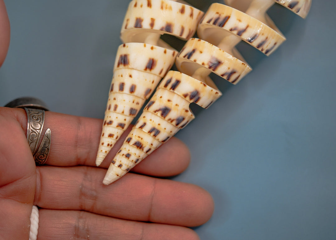 Spiral Cut Terebra maculata Shells, Oxymeris maculata, One Large Shell, 5 inches, Seashell Ornaments, Seashells for Decoration, Supplies