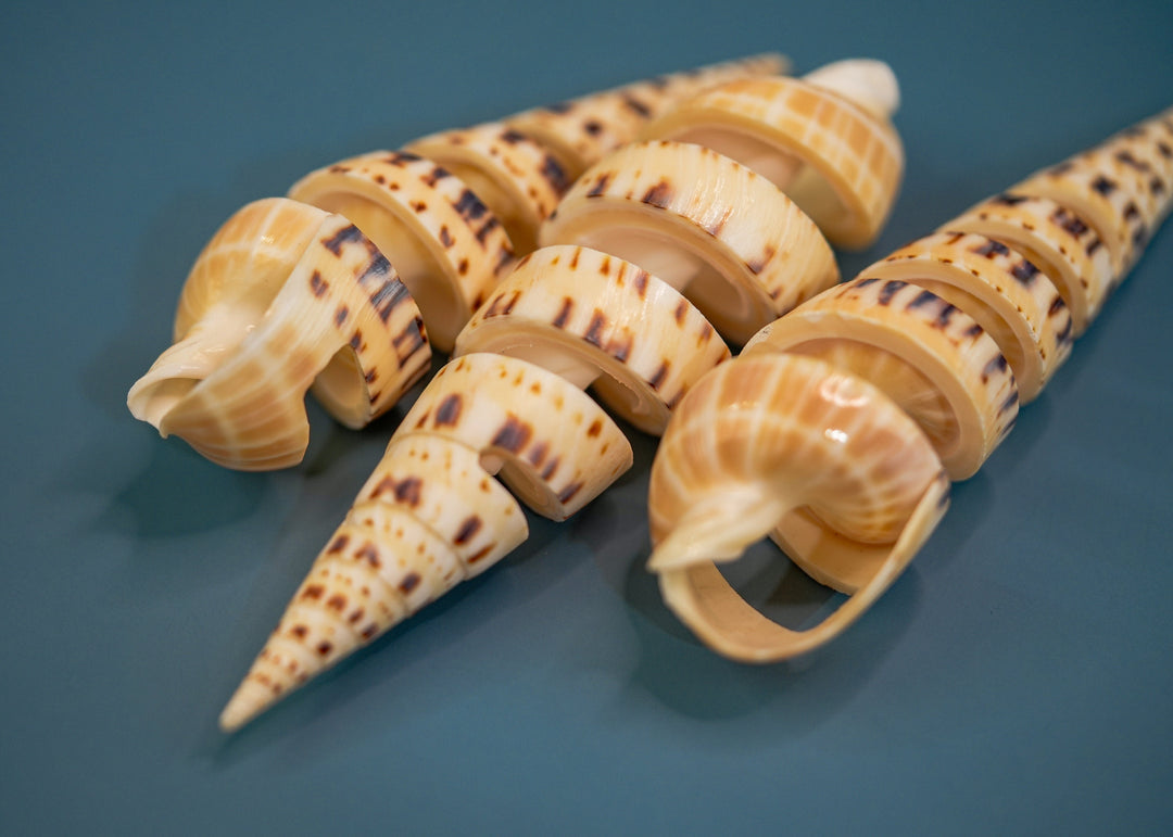 Spiral Cut Terebra maculata Shells, Oxymeris maculata, One Large Shell, 5 inches, Seashell Ornaments, Seashells for Decoration, Supplies