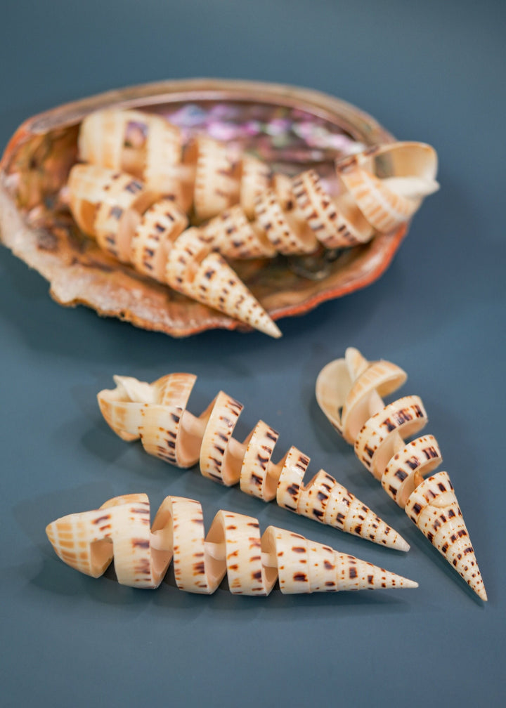 Spiral Cut Terebra maculata Shells, Oxymeris maculata, One Large Shell, 5 inches, Seashell Ornaments, Seashells for Decoration, Supplies