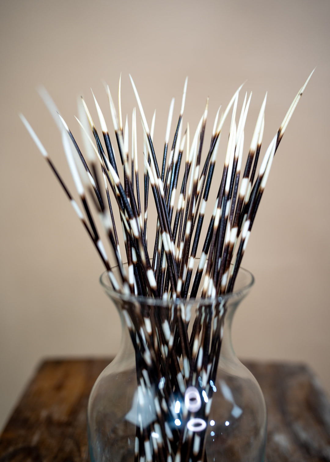 Authentic African Porcupine Quills – 5 Cruelty-Free Quills, 11-14" Natural Quills for Quillwork (5 Pieces)