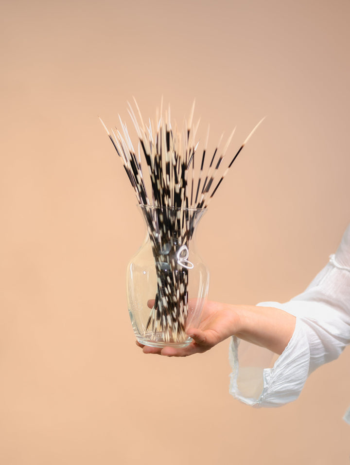 Authentic African Porcupine Quills – 5 Cruelty-Free Quills, 11-14" Natural Quills for Quillwork (5 Pieces)