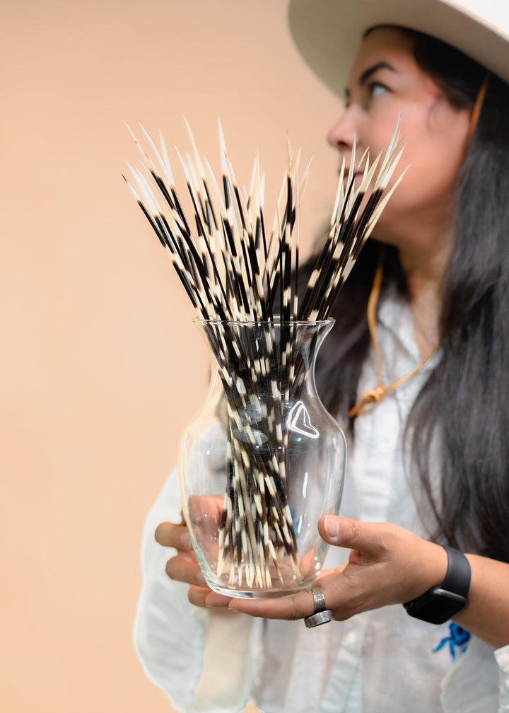 Authentic African Porcupine Quills – 5 Cruelty-Free Quills, 11-14" Natural Quills for Quillwork (5 Pieces)
