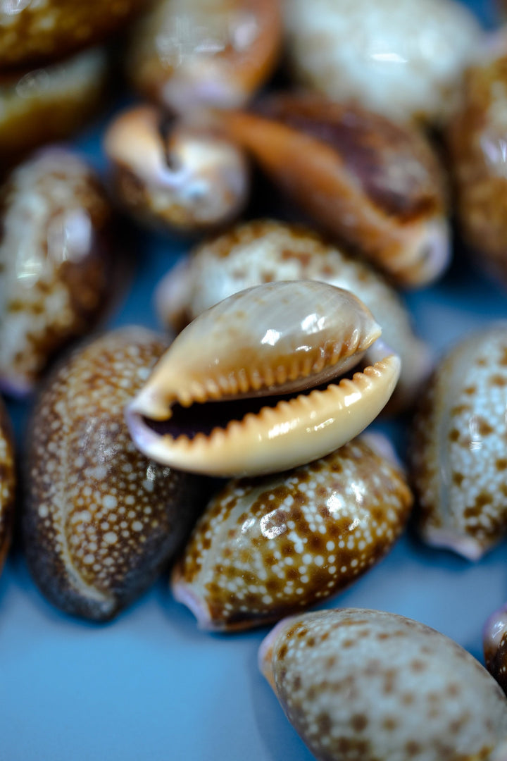 Honey Cowrie Shells – Natural Cypraea Helvola Cowrie Shells, 3/4 to 1-Inch (10 Pieces)