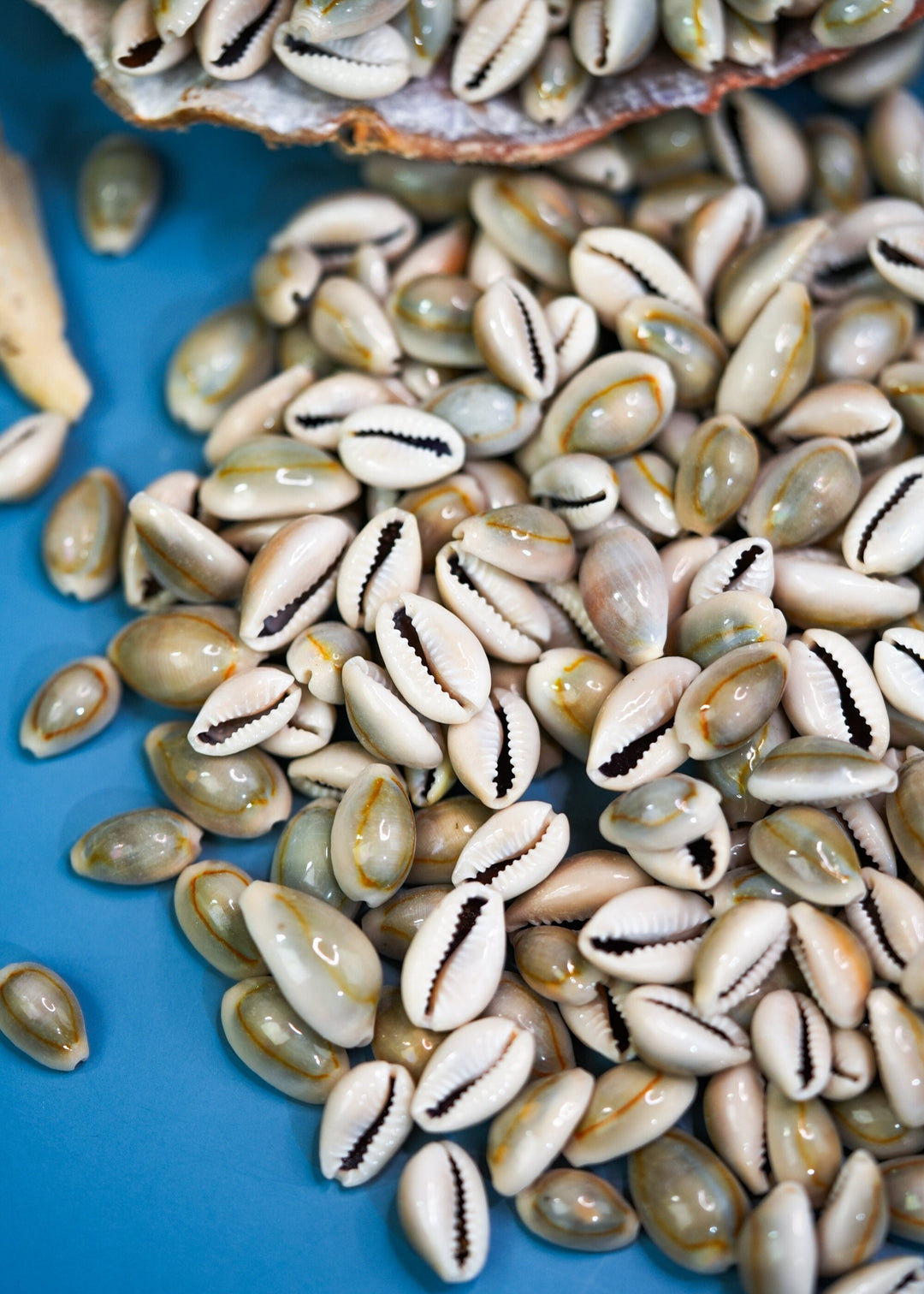 Ringtop Cowrie Shell: 20 pcs Assorted Money Cowrie Shells, African Cowrie Shells, DIY Craft Shells, Cowry Seashells, Shell Jewelry Supplies