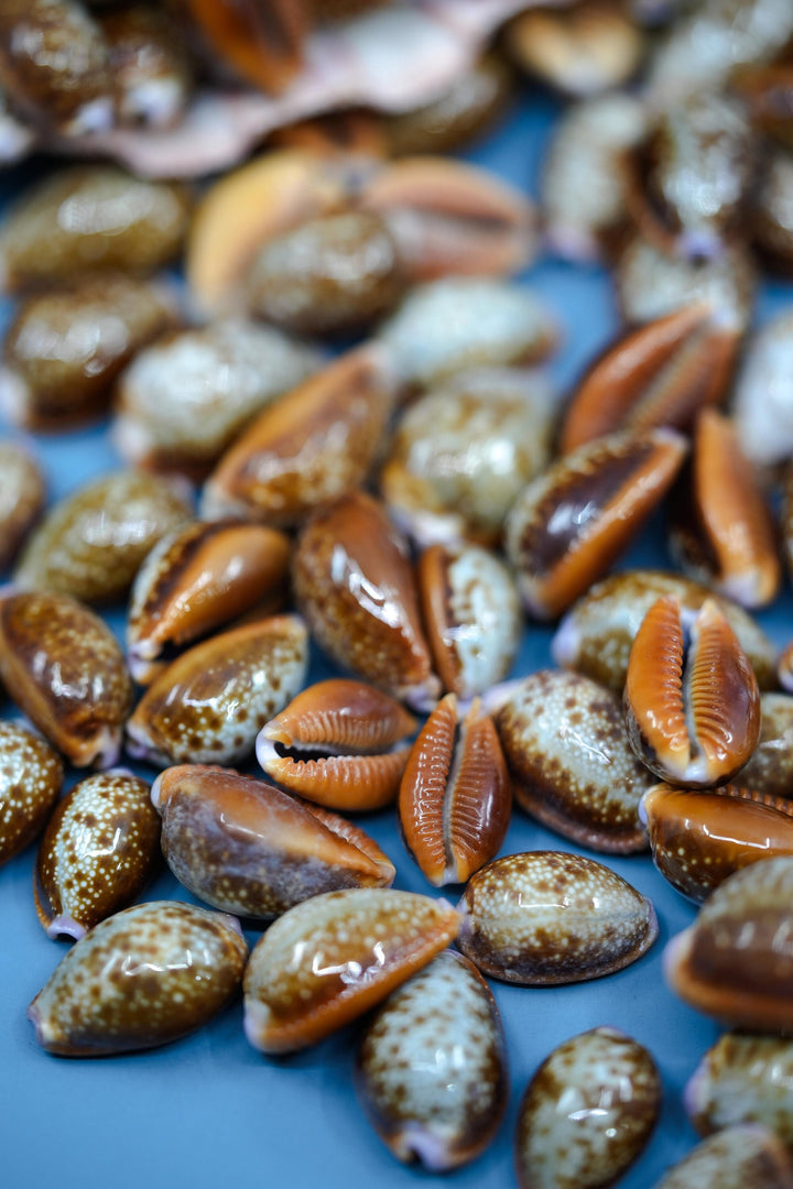 Honey Cowrie Shells – Natural Cypraea Helvola Cowrie Shells, 3/4 to 1-Inch (10 Pieces)
