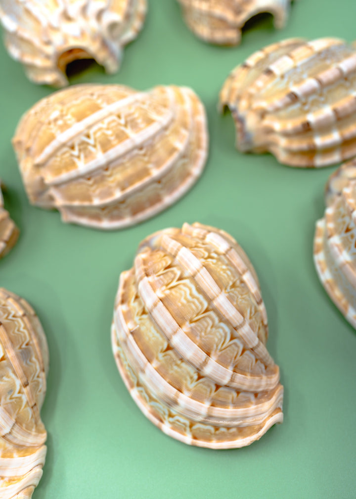 Harpa articularis Shell: Major Harp Seashells, Harpa Davidus, 3 inches, One Shell, Shells for Lamps, Sea Shells, Seashell Jewelry