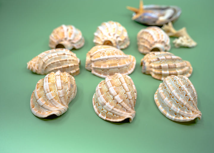 Harpa articularis Shell: Major Harp Seashells, Harpa Davidus, 3 inches, One Shell, Shells for Lamps, Sea Shells, Seashell Jewelry