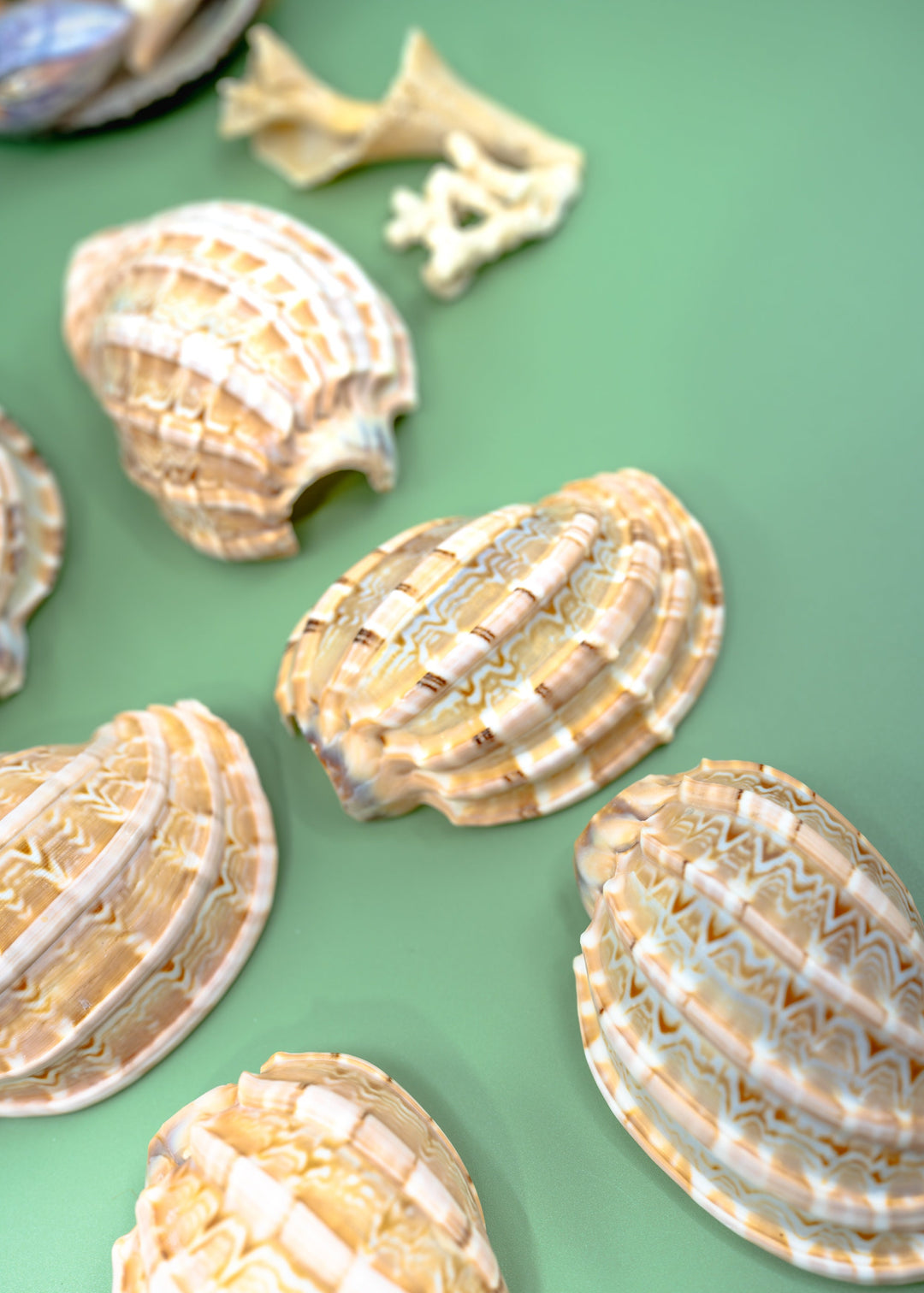Harpa articularis Shell: Major Harp Seashells, Harpa Davidus, 3 inches, One Shell, Shells for Lamps, Sea Shells, Seashell Jewelry