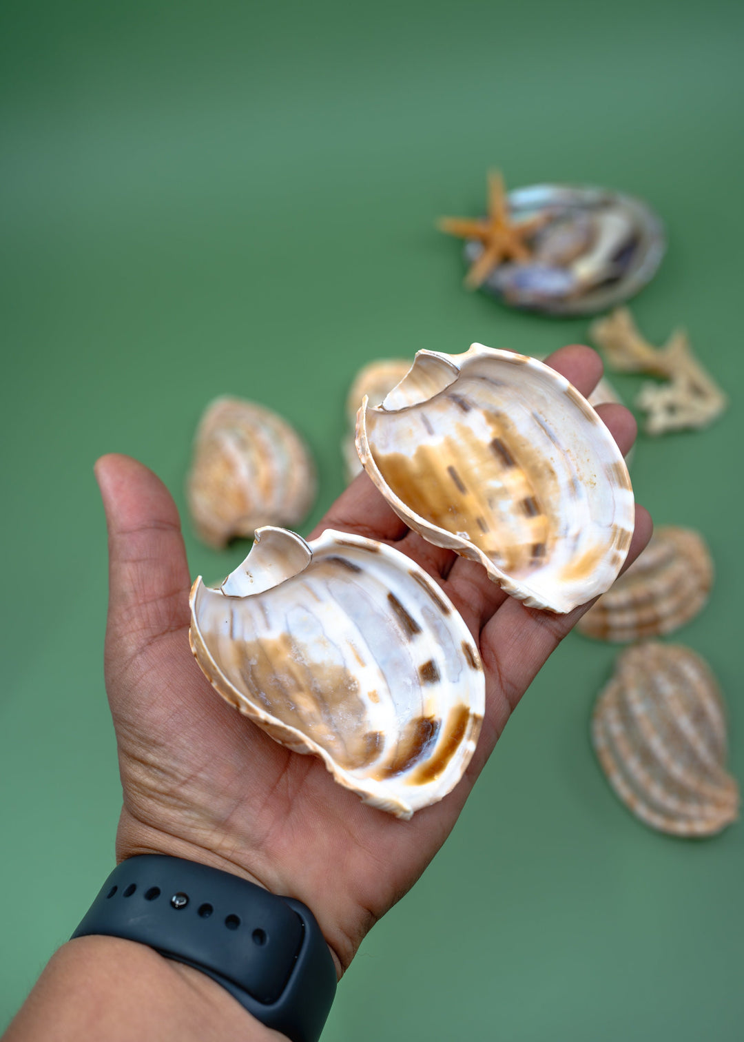 Harpa articularis Shell: Major Harp Seashells, Harpa Davidus, 3 inches, One Shell, Shells for Lamps, Sea Shells, Seashell Jewelry