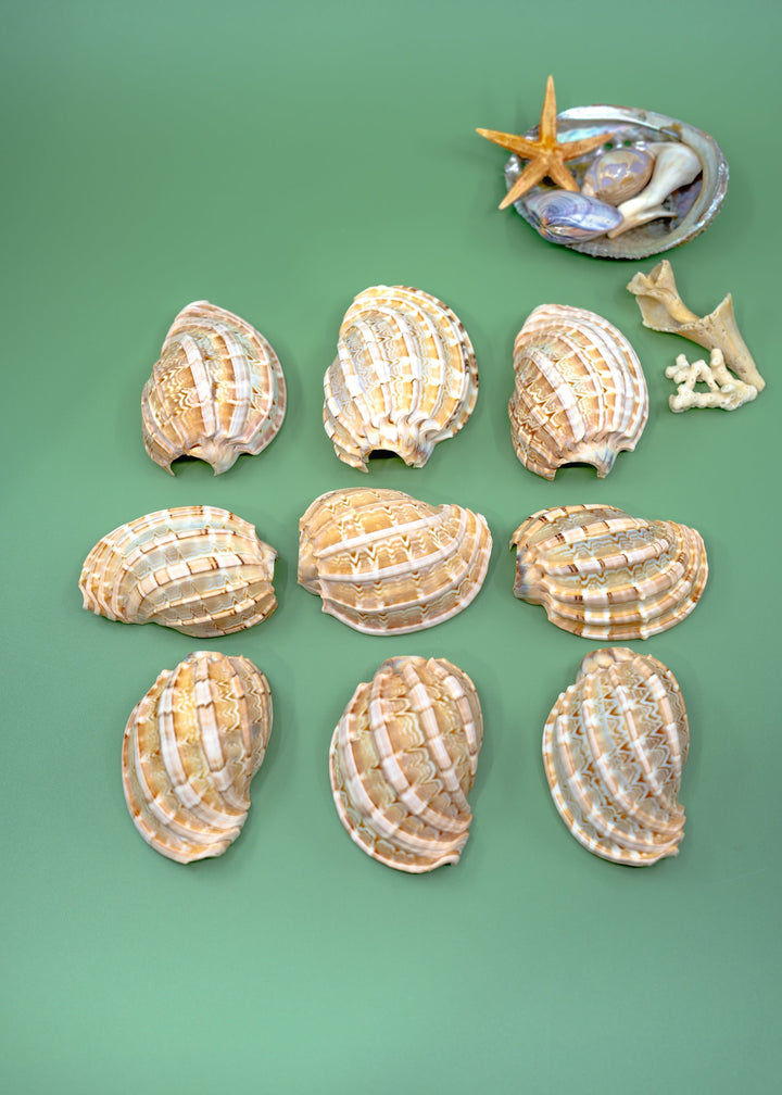 Harpa articularis Shell: Major Harp Seashells, Harpa Davidus, 3 inches, One Shell, Shells for Lamps, Sea Shells, Seashell Jewelry