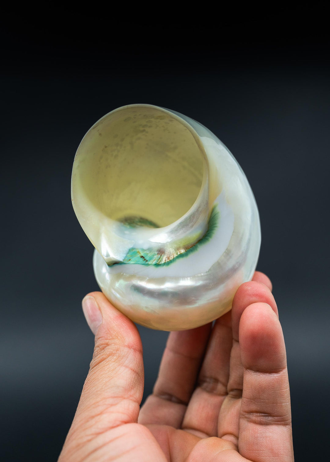 Extra Large Pearl Turbo Shell – Whole Iridescent Turbo Seashell, 4 Inches (1 Piece)