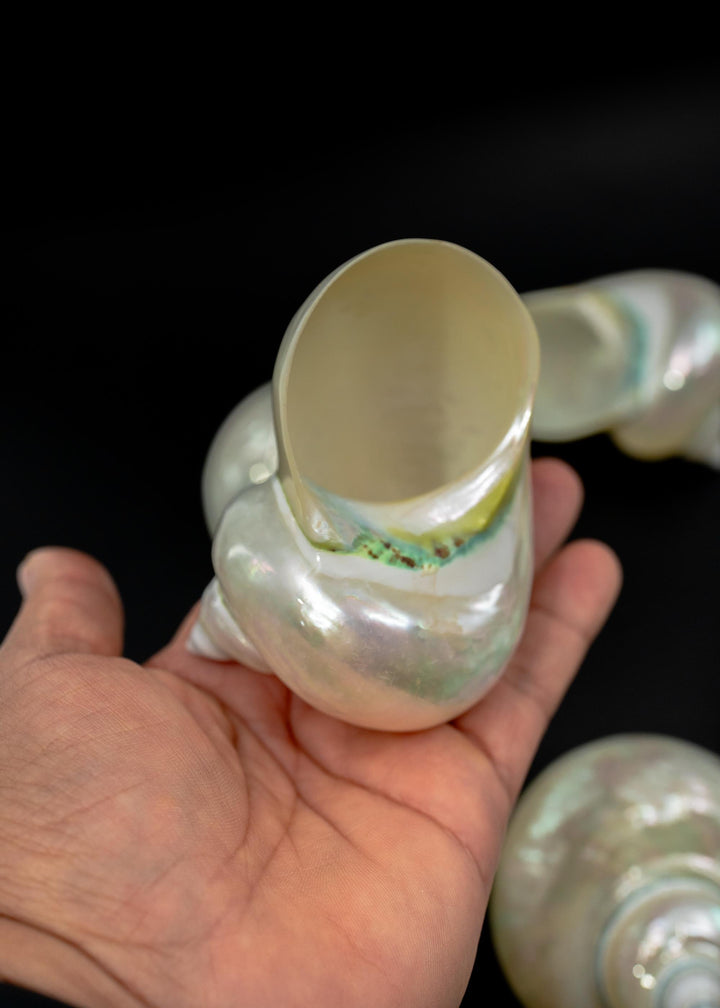 Extra Large Pearl Turbo Shell – Whole Iridescent Turbo Seashell, 4 Inches (1 Piece)