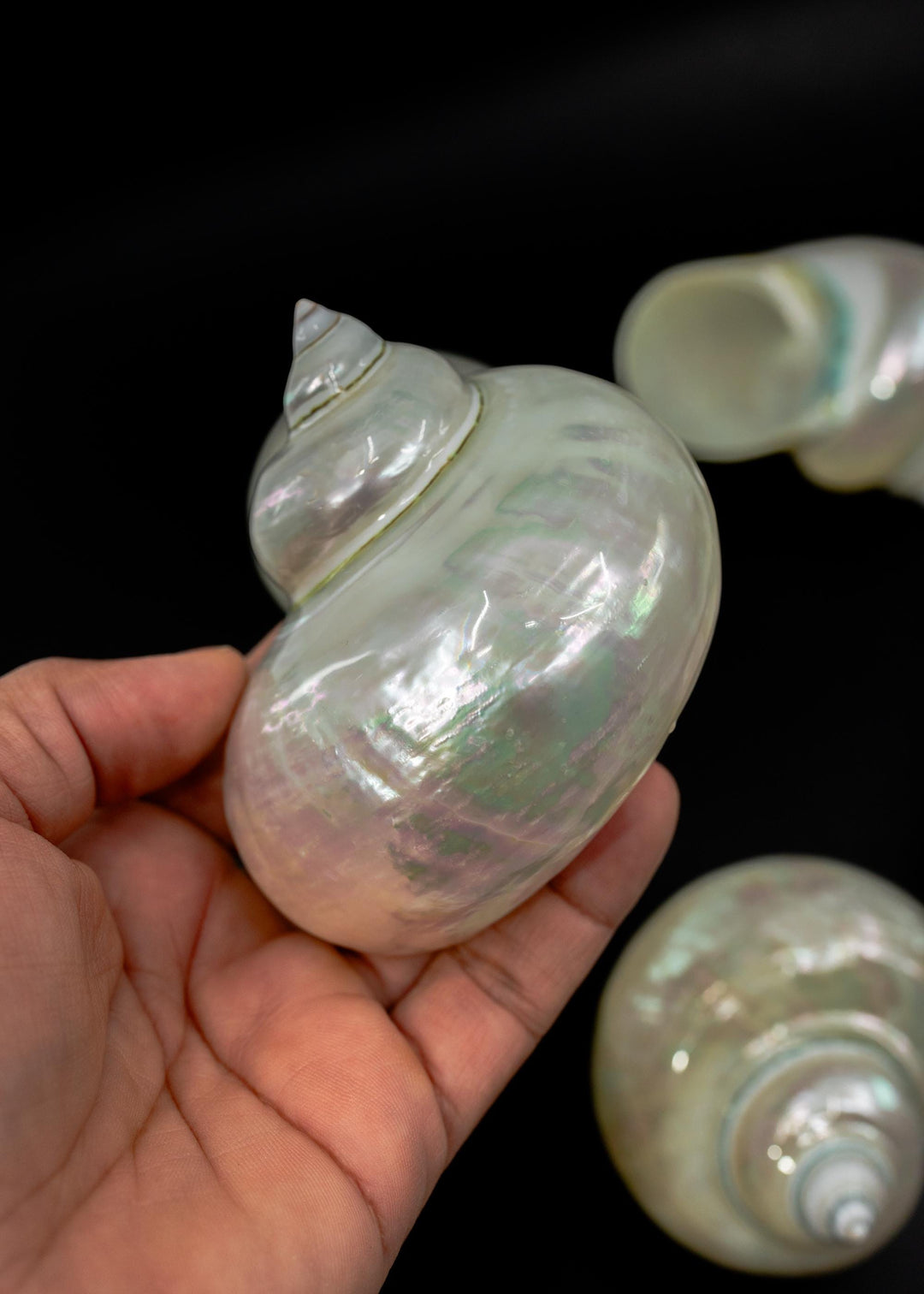 Extra Large Pearl Turbo Shell – Whole Iridescent Turbo Seashell, 4 Inches (1 Piece)