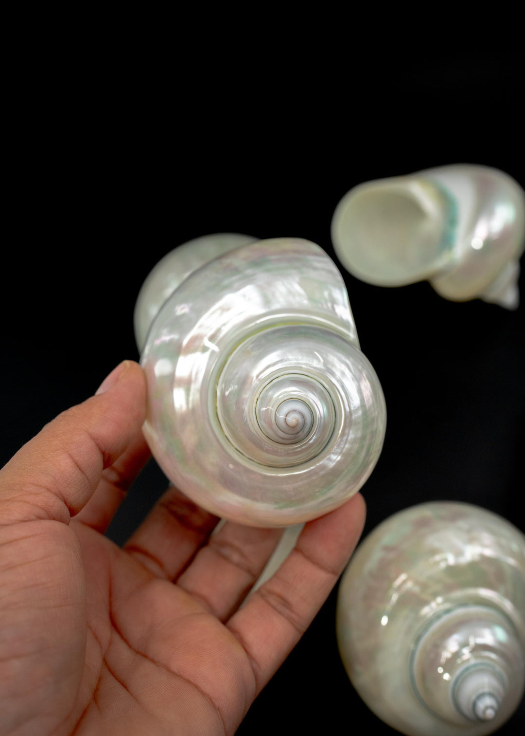 Extra Large Pearl Turbo Shell – Whole Iridescent Turbo Seashell, 4 Inches (1 Piece)