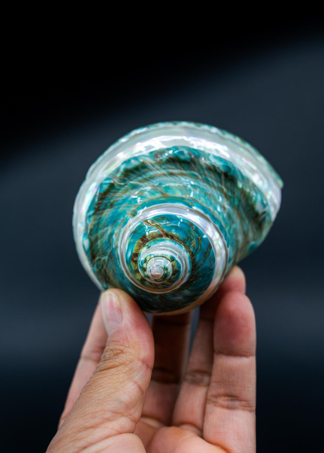 Turbo Marmoratus Shells: Extra Large Whole Pearl Banded Turbo Marmoratus Seashells, sold by each, Sea Shell Crafts, Shell Decor, Supplies