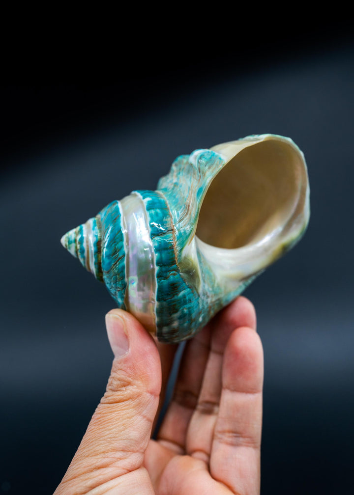 Turbo Marmoratus Shells: Extra Large Whole Pearl Banded Turbo Marmoratus Seashells, sold by each, Sea Shell Crafts, Shell Decor, Supplies